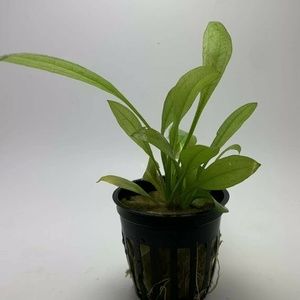 Amazon Sword Echinodorus sp Potted Aquarium Plant